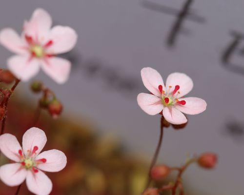 月亮湖花卉城有哪些特色花卉品种？