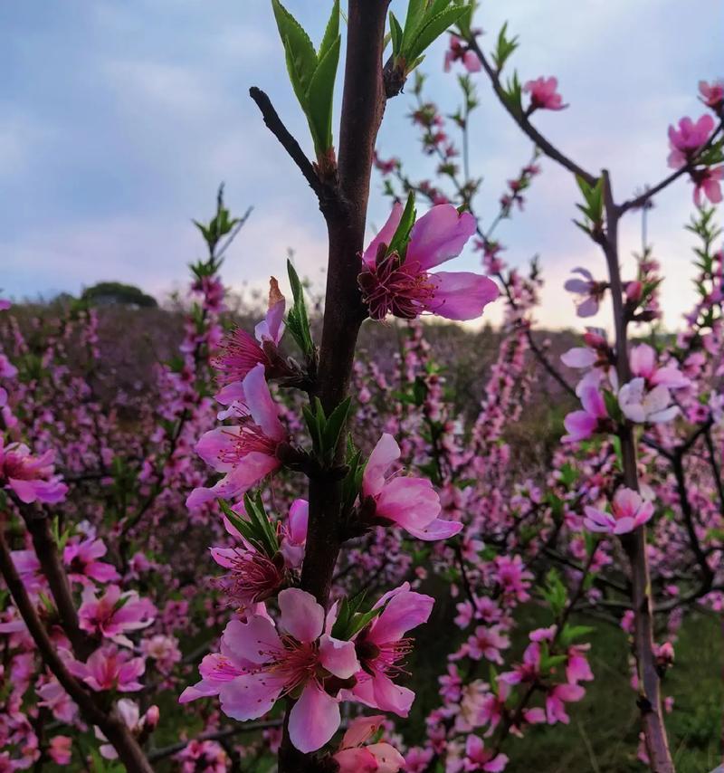 月亮湖花卉城有哪些特色花卉品种？