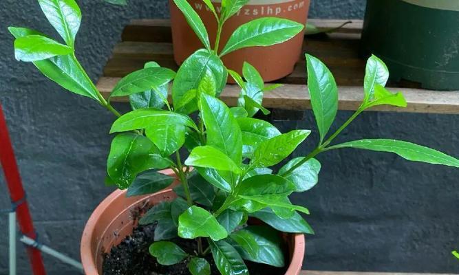 沙地植物花卉的养护技巧有哪些？如何保持其健康生长？