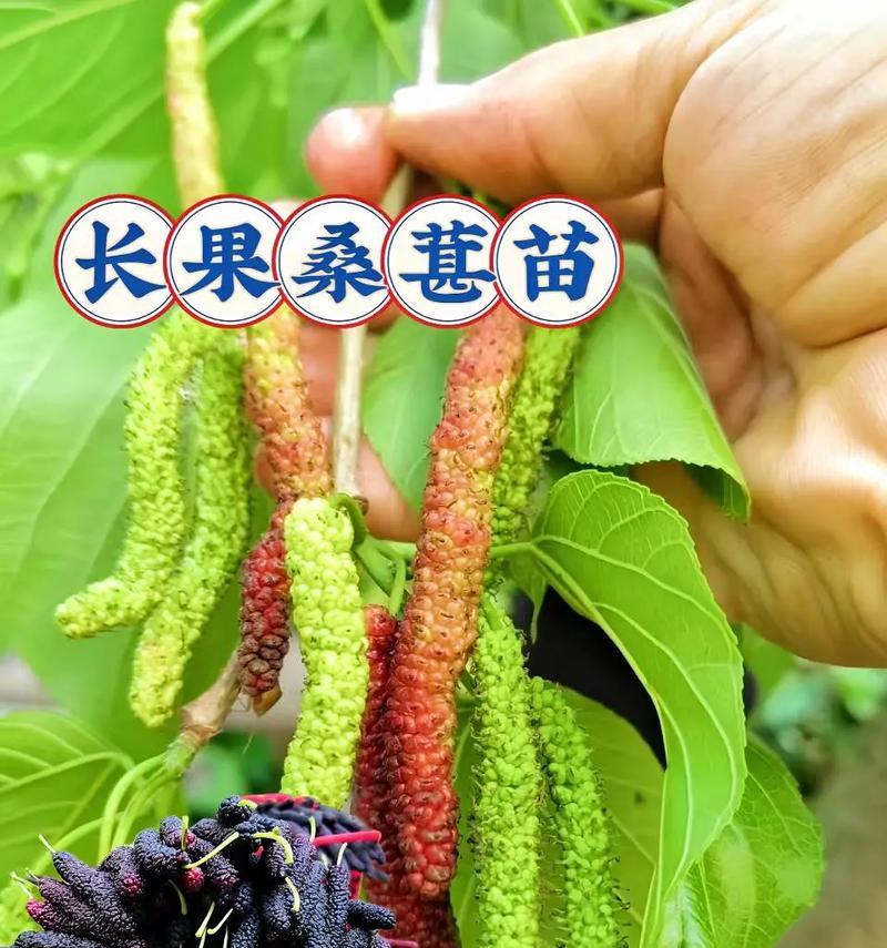 长果桑葚盆栽的种植方法是什么？如何确保桑葚盆栽的健康生长？
