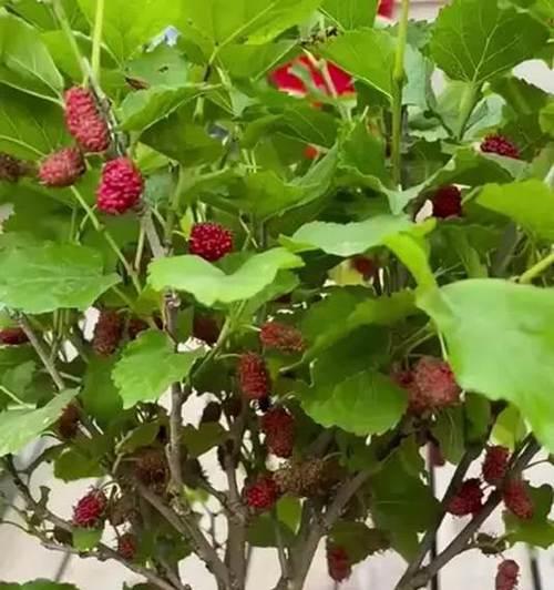 长果桑葚盆栽的种植方法是什么？如何确保桑葚盆栽的健康生长？