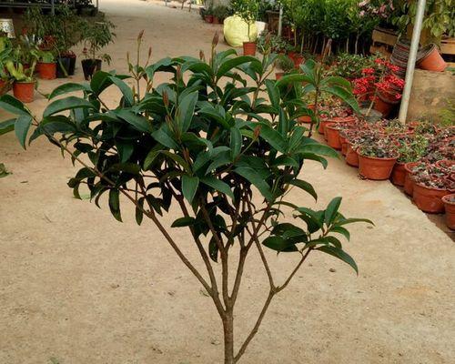 耐阳耐旱花卉绿植品种有哪些？如何选择适合的品种？