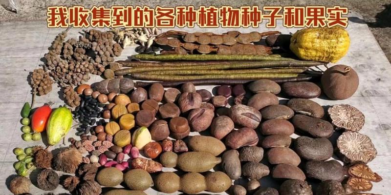 植物果实与种子如何区分？判断方法有哪些？