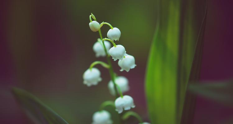 有哪些花卉带有甜味？它们的甜味来源是什么？