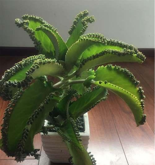 空气生根多久上盆合适养植物？最佳时间是什么时候？