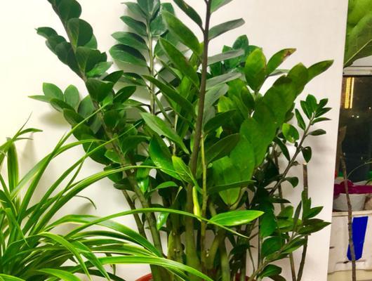 适合室内种植的植物有哪些？