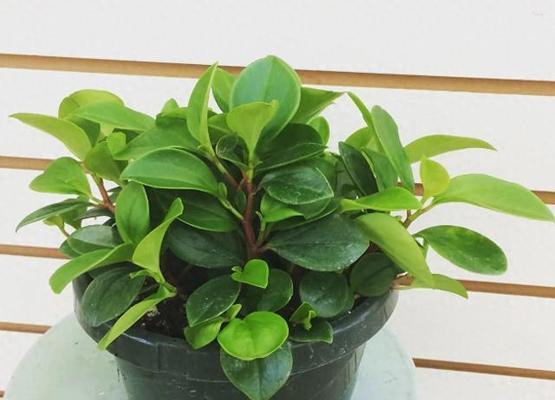 适合室内种植的植物有哪些？