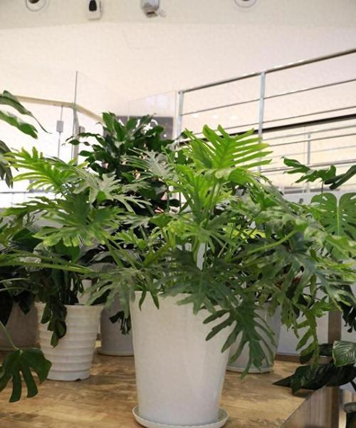 适合室内种植的植物有哪些？