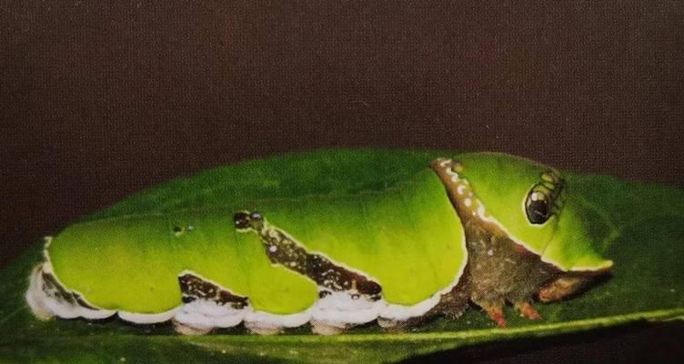 泰山有哪些特殊动植物？它们的生存环境如何？
