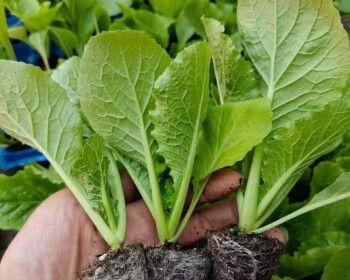 盆栽蔬菜苗怎么养护？有哪些注意事项？