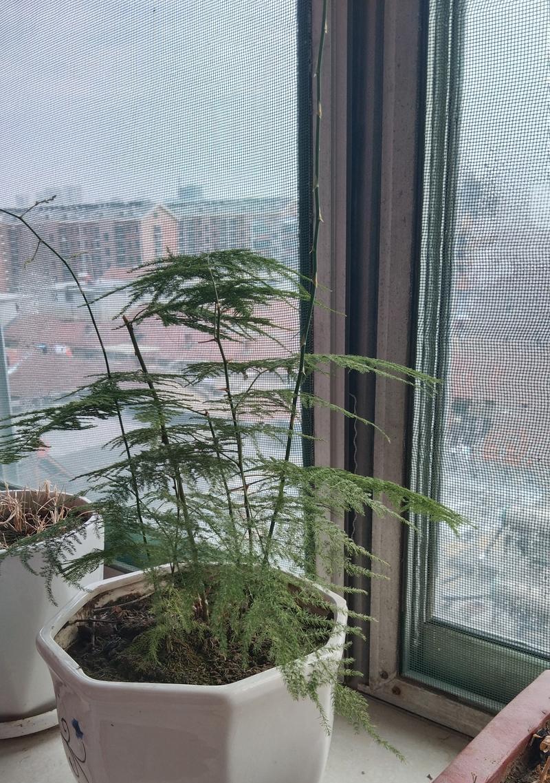 自然界中有哪些坚强的植物？