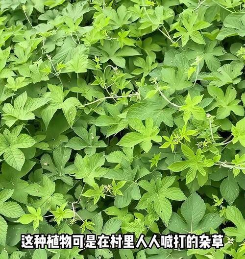 地下撒什么不长植物？哪些物质可以抑制杂草生长？