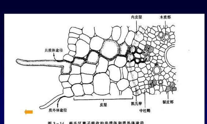 植物生理学植物的矿质是什么？矿质对植物生长的重要性如何？