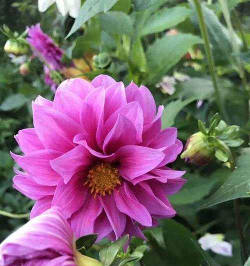 洱海花海中有哪些知名花卉？