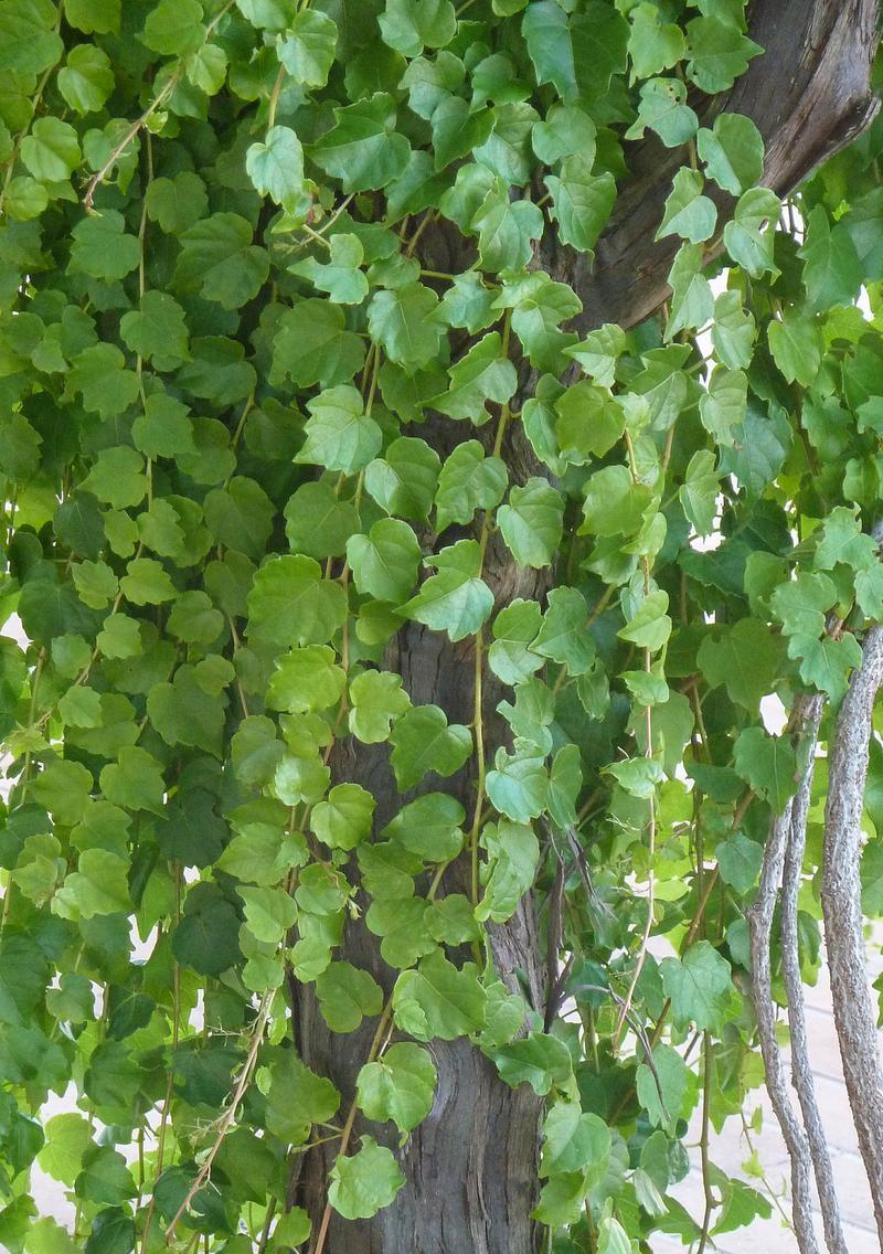 农村四季常绿的爬藤花卉有哪些推荐？如何选择合适的爬藤植物？