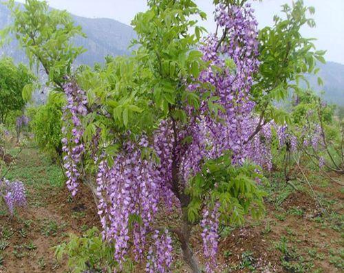 农村四季常绿的爬藤花卉有哪些推荐？如何选择合适的爬藤植物？