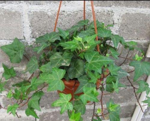 农村四季常绿的爬藤花卉有哪些推荐？如何选择合适的爬藤植物？