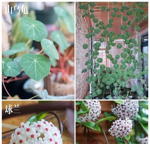 藤花植物的造型技巧和方法是什么？