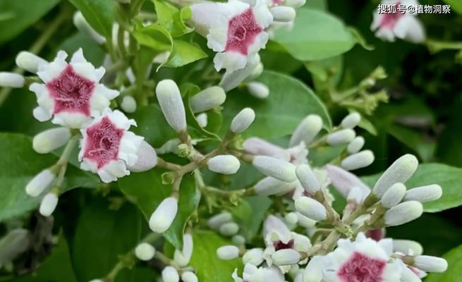 藤花植物的造型技巧和方法是什么？
