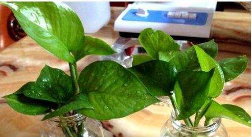 新买的植物需要泡水多久？泡水时间对植物生长有何影响？