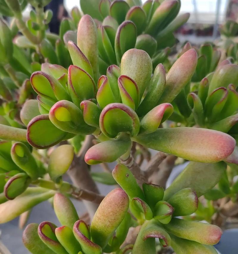 新买的植物需要泡水多久？泡水时间对植物生长有何影响？