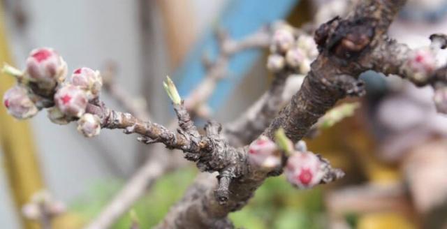 有花芽的桃树枝条如何进行嫁接？嫁接后需要注意什么？