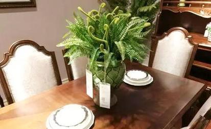 歺厅放什么植物好？哪些植物适合室内环境？