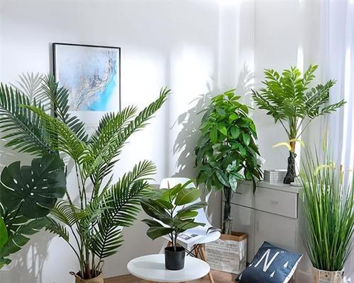 歺厅放什么植物好？哪些植物适合室内环境？