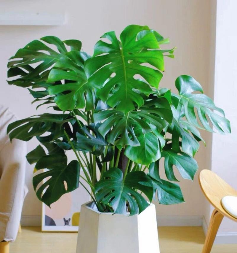 歺厅放什么植物好？哪些植物适合室内环境？