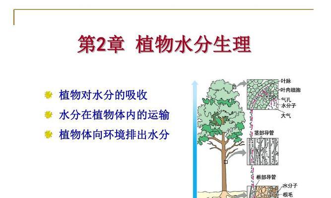 为什么植物需要水分？水分对植物生长的重要性是什么？