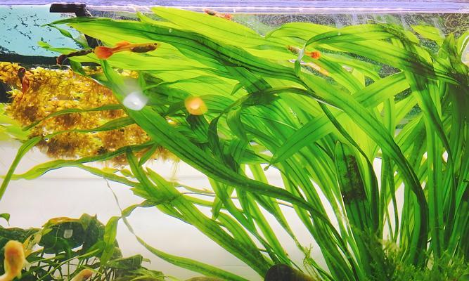 为什么植物需要水分？水分对植物生长的重要性是什么？