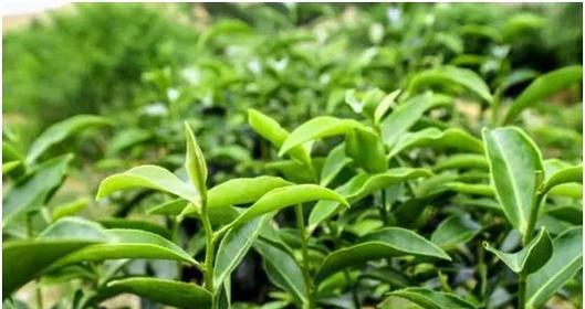 茶罐适合种植哪些植物？