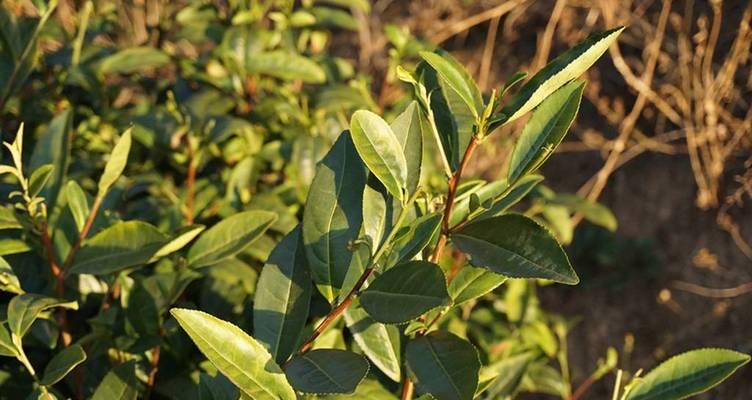 茶罐适合种植哪些植物？