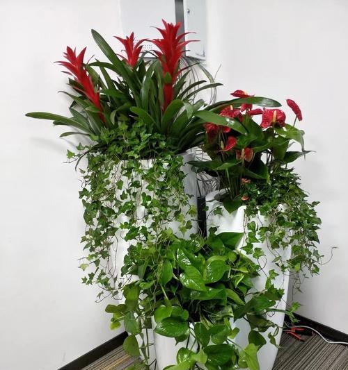 办公楼的花卉植物有哪些？如何选择适合办公环境的植物？