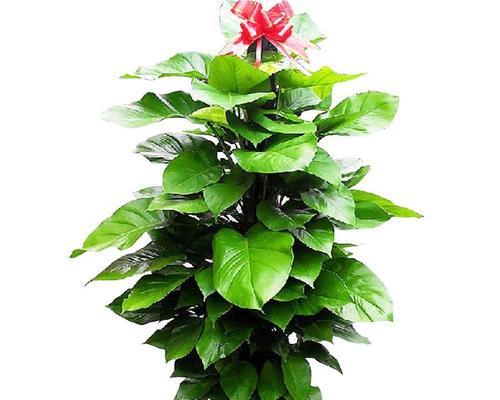 办公楼的花卉植物有哪些？如何选择适合办公环境的植物？
