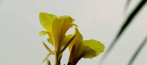 哪些花卉能增加咬合力？如何选择？