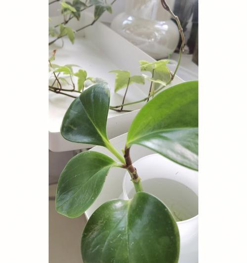 南方适合水培的植物花卉有哪些？水培植物的优势是什么？