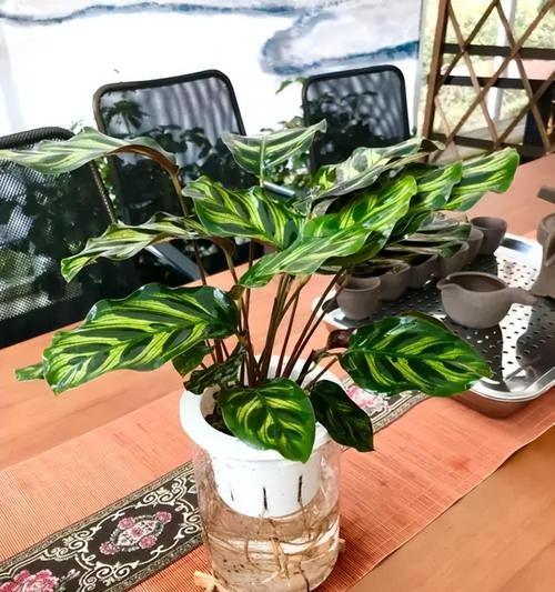 南方适合水培的植物花卉有哪些？水培植物的优势是什么？