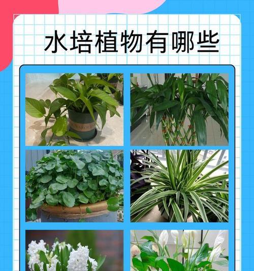 南方适合水培的植物花卉有哪些？水培植物的优势是什么？