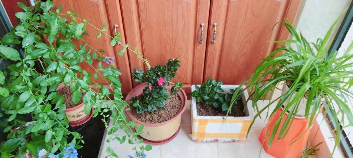厕所异味如何用植物来消除？