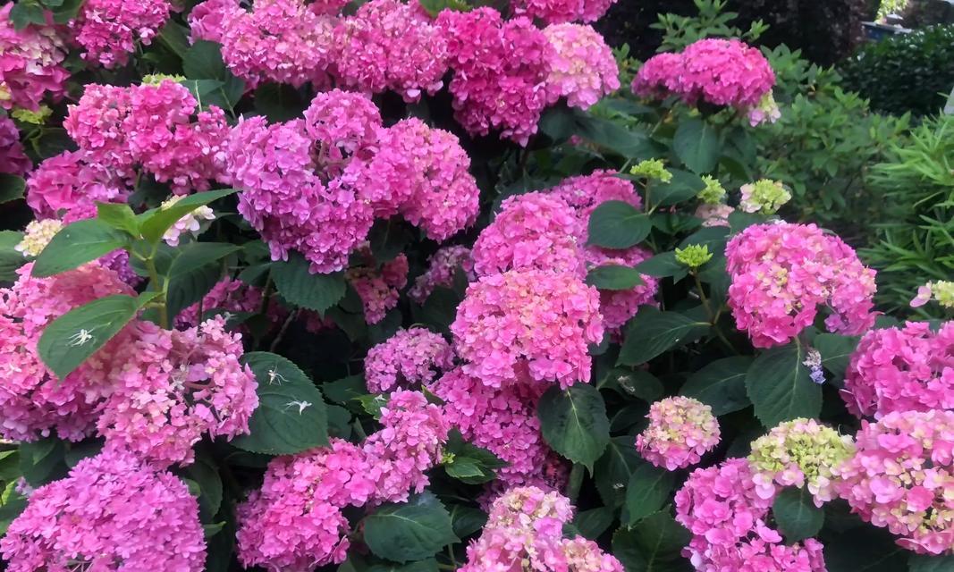 永福传统花卉有哪些品种？永福花卉的独特之处是什么？