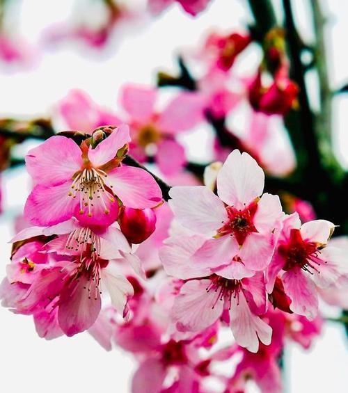永福传统花卉有哪些品种？永福花卉的独特之处是什么？