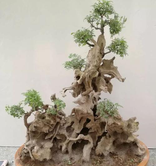 贵州原生盆景植物有哪些？如何养护？