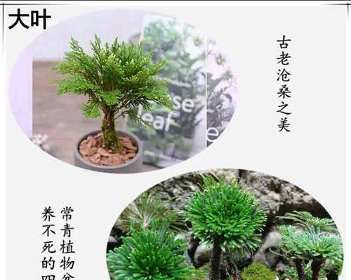 贵州原生盆景植物有哪些？如何养护？