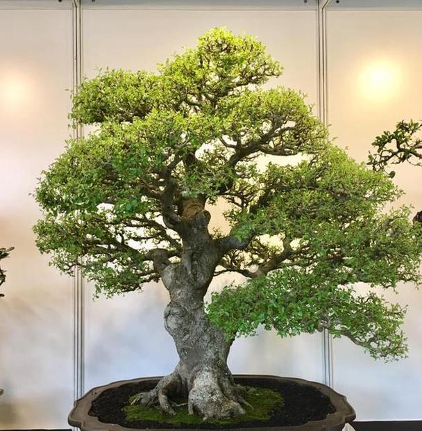 贵州原生盆景植物有哪些？如何养护？