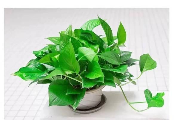 哪些花卉适合放在卫生间？它们的养护要点？