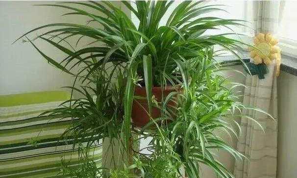 哪些花卉适合放在卫生间？它们的养护要点？