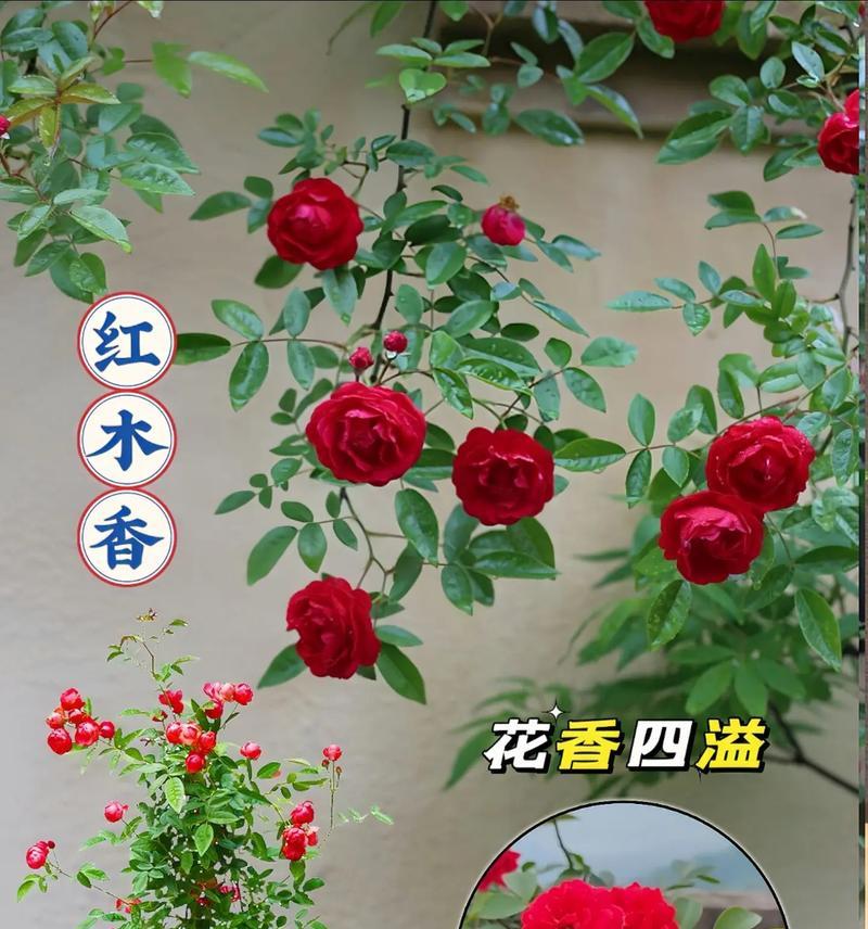 花香四溢爬墙花卉是什么？它的攀爬习性如何？