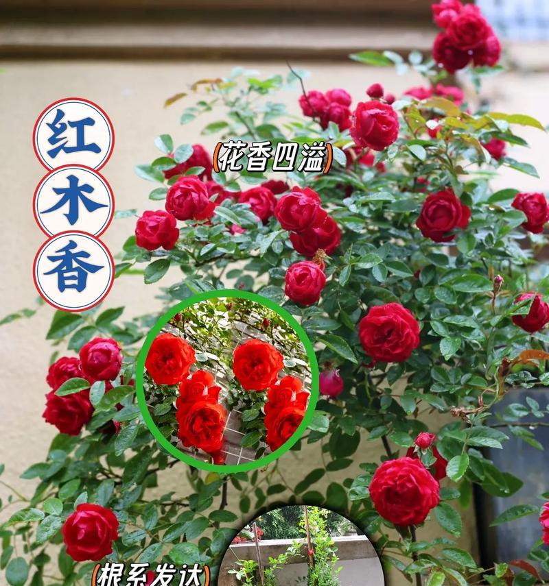 花香四溢爬墙花卉是什么？它的攀爬习性如何？