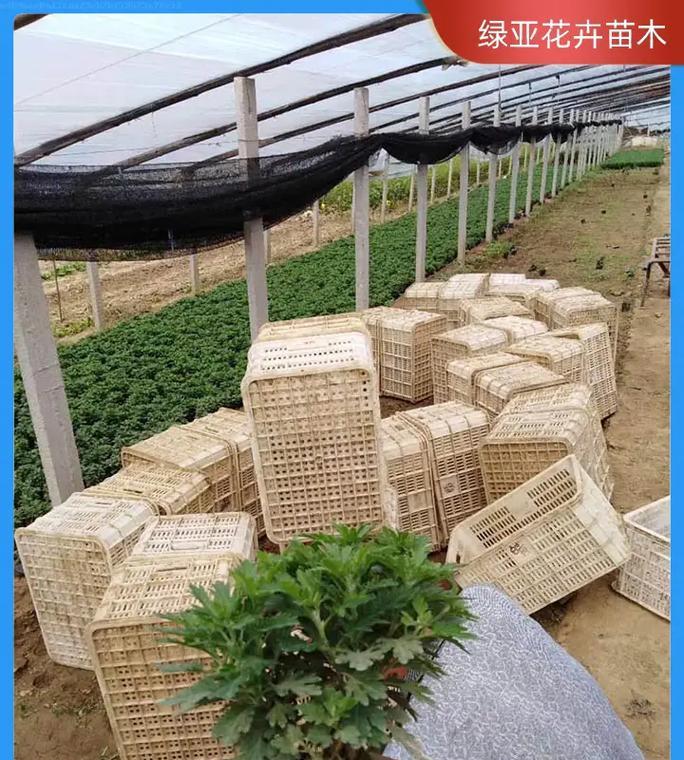 乳山花卉苗圃的特色是什么？